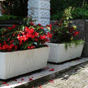 cvetlično korito gorenjski nagelj