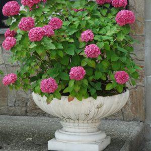 cvetlično korito marjetica